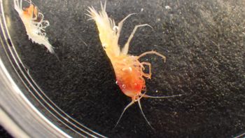 Media type: image;   Invertebrate Zoology 148163 Description: Live specimen.;